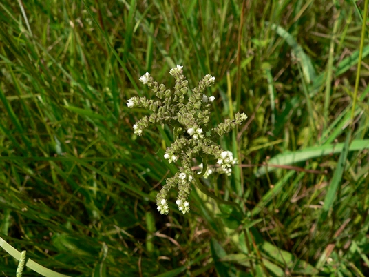 {Mitreola sessilifolia}